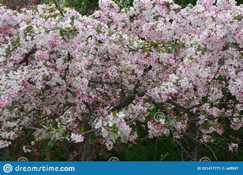 Spring Vista On Pinkish White Crabapple Blossoms Stock Image Image Of