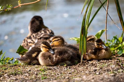 Baby Ducks Sleeping With Their Mother Stock Photo Image Of Banks