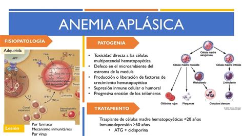 Anemia Aplasica Valeria Udocz