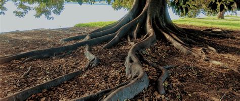 How To Prevent Tree Roots Damaging Your Home