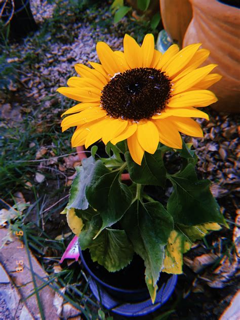 Flor Parecida Com Girassol