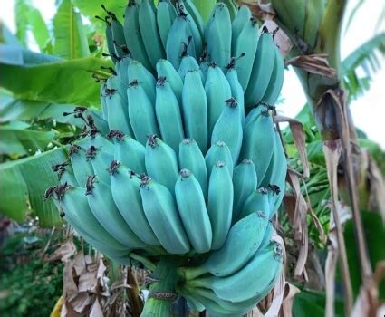 Blue Java Banana Grow Care Guide Sumo Gardener
