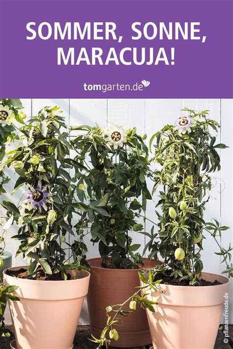 Ich nehme an du hast edulis, die brauchen zumindest die ersten 5 jahre winterschutz und sollten möglichst. Maracuja-Pflanze - Jetzt bestellen bei in 2020 (mit ...