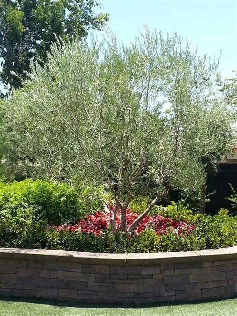 At june 2018, swan hill had a population of 11,103. Swan Hill Fruitless Olive Tree as centerpiece for yard ...