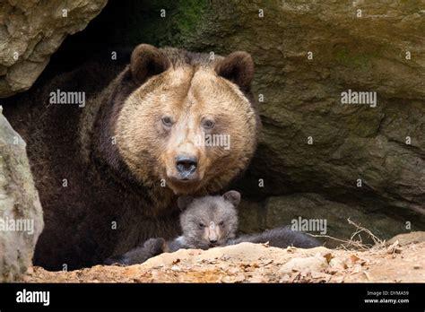 European Brown Bear Ursus Arctos Mother With Cub 3 Months Captive