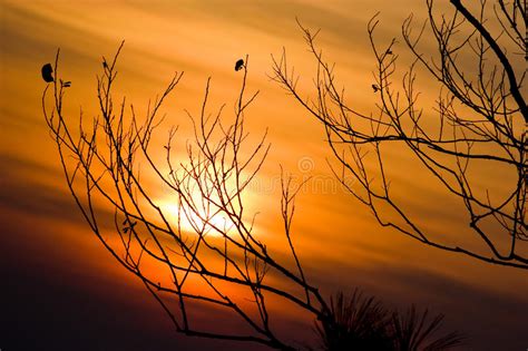 Silhouette Of Tree Branches With Sunset Sky At Phukradueng National