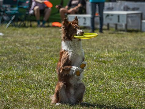 10 Meest Speelse Hondenrassen Stichting Signaal Hond Alles Over Honden