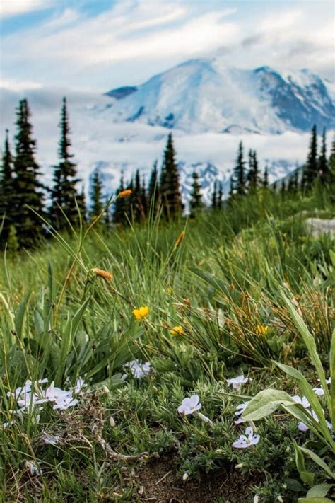 Mount Rainier Wildflowers Viewing Areas Season Trails And More The