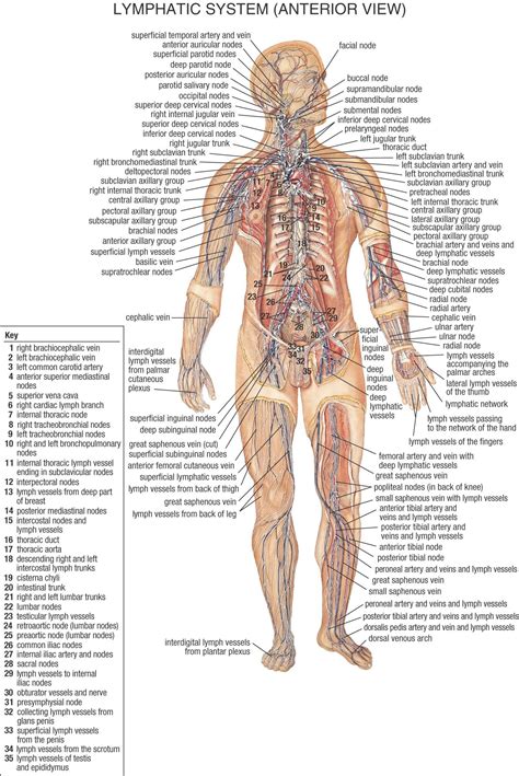 Female Body Diagram Organs Female Lymphatic System Diagram Female