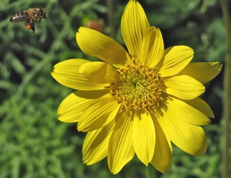 Blooming Plants Spectacular Photos Of Dahlias Live Science