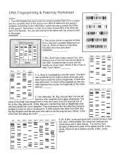 Except for identical twins, the dna sequence of every individual is unique. Dna Fingerprinting & Paternity Worksheet Answer Key + My ...