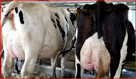 Who were the most sold holstein bulls during the past six months? 250 Top Notch Holstein milk cows & bred heifers sell in ...