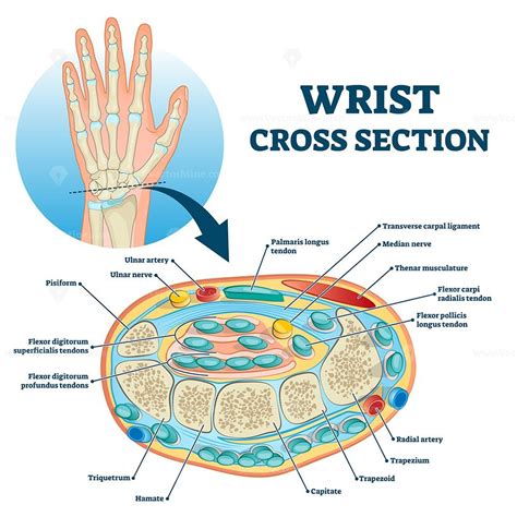 Wrist Cross Section Educational Anatomy Structure Scheme Vector