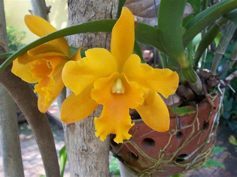 Pin by Paul Moretz on Yellow and friends | Orchid flower, Cattleya orchid, Orchid photo