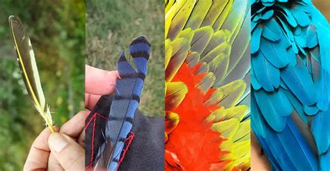 What Is Bird Feather Identification And How Does It Help Me The