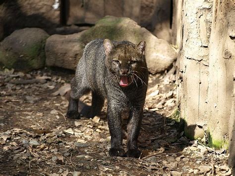 The Jaguarundi Is A Wild Cat Native To South America Coastal Mexico