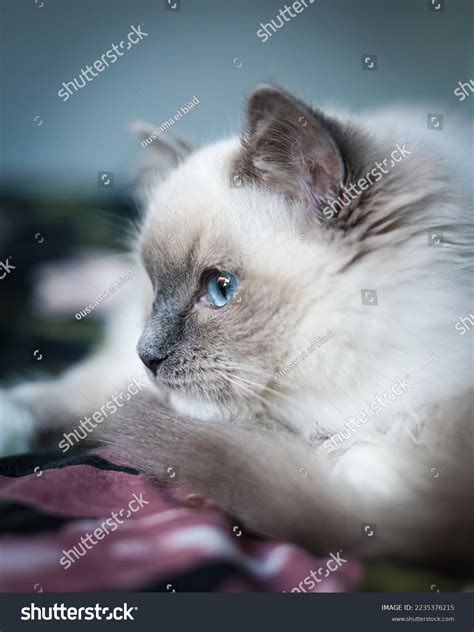 Cute Blue Mitted Ragdoll Cat Long Stock Photo 2235376215 Shutterstock