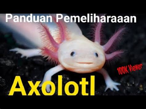 Panduan Pemeliharaan Axolotl Keunikan Dan Fakta Axolotl Yang Belum