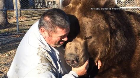 New York Man Gives 1500 Pound Bear A Hug Abc News