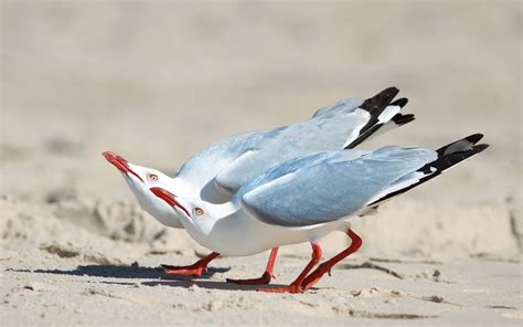 1920x1200 Seagull Wallpaper For Desktop Coolwallpapersme