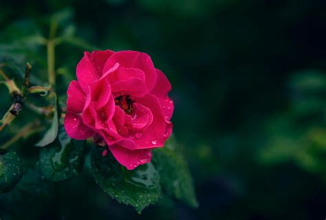 Closeup Photography Of Pink Rose Flower · Free Stock Photo