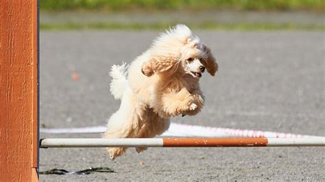 7 Benefits Of Agility Training For You And Your Dog