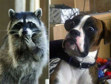 Cute Animals Making Surprised Faces 30 Photos Klykercom