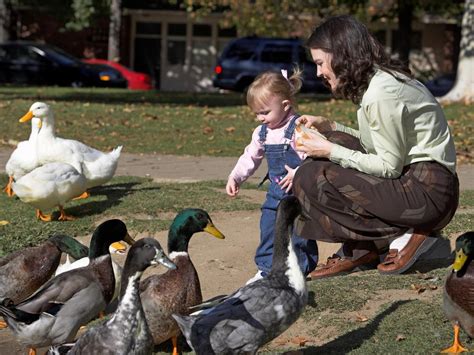 Confusion After Poster Urging People To Feed Bread To Starving Ducks Goes Viral The
