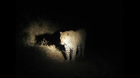 Leopard Sighting In Night Safari Sariska Tiger Reserve Buffer Zone In
