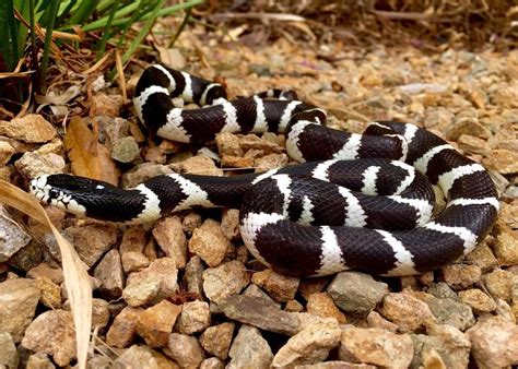 California Kingsnake Care Guide Diet Price And More Petsoid