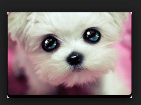 Aww Super Cute Dogs Cute Dogs Puppy Dog Eyes