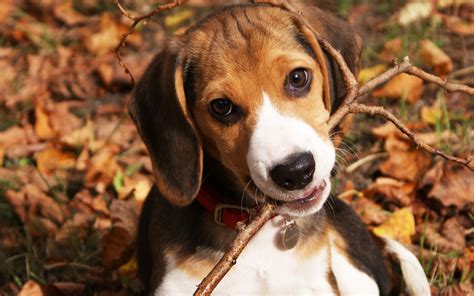 Beagle Wallpapers Pictures Images
