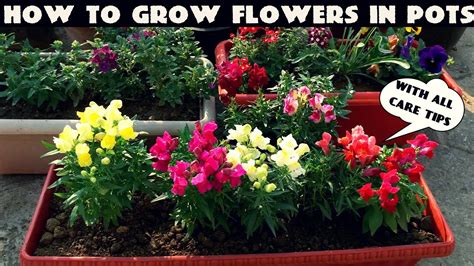 How To Grow Flower Plants At Home Youtube