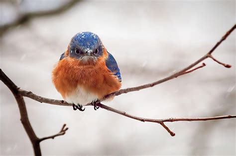 Audubon Volunteers in the Great Lakes Region Track How Local Birds are Responding to Climate ...