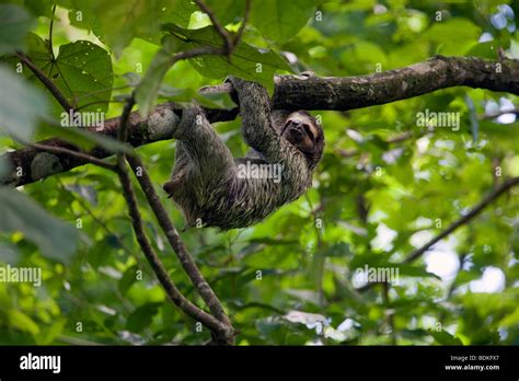 Three-toed Sloth - Manuel Antonio National Park, Costa Rica Stock Photo