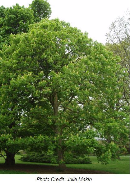 Ohio Buckeye Aesculus Glabra The Ufor Nursery And Lab