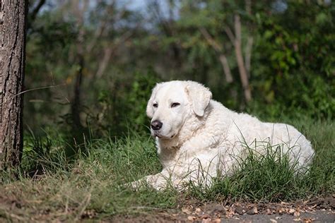 Great Pyrenees Vs Kuvasz How To Tell The Difference