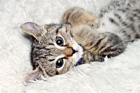 American Lynx Cat Breed For Sale