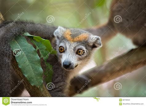 Crowned Lemur Ankarana National Park Stock Image Image Of Endemic
