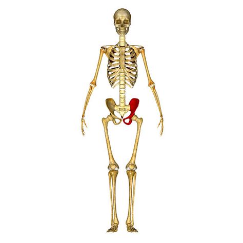 Pelvic Girdle Diagram Stock Photos Pictures And Royalty Free Images Istock