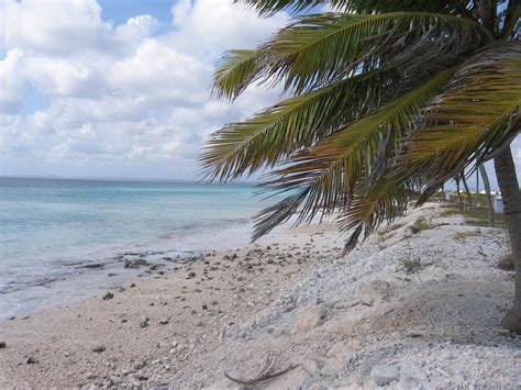 A Palm Tree On The Beach Next To The Ocean