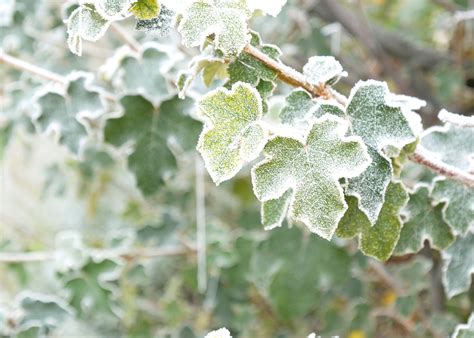 Leaves In Winter Lets Talk Science