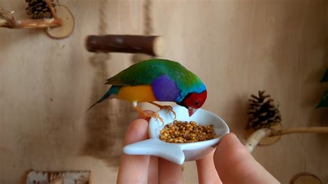 Makanan Burung Pipit