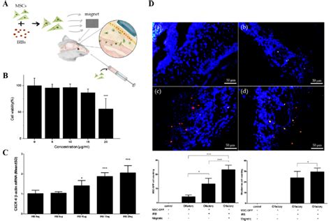 A Schemes Of Mesenchymal Stem Cell Homing With A Permanent Magnet In