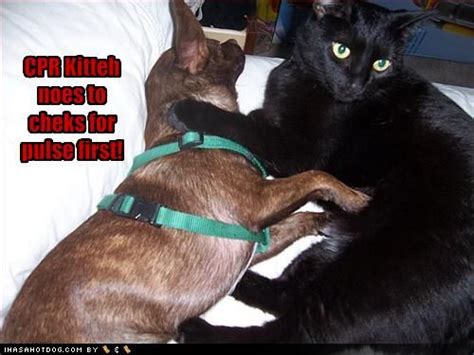 All Photos Gallery Funny Dogs And Cats Funny Cats Hd