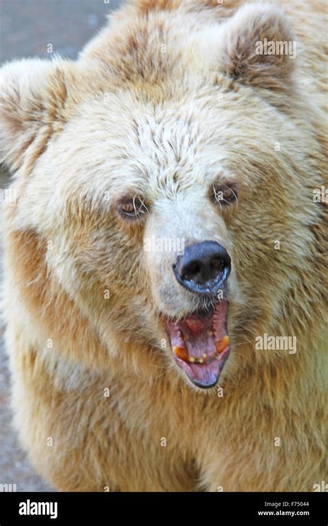 Angry Bear Stock Photo Alamy