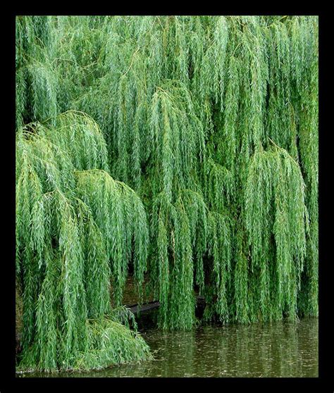 weeping willow by mundon on deviantart weeping willow tree weeping willow tree daftsex hd