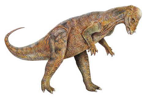 Wyomingensis, is the only known species. Opinions on Pachycephalosaurus