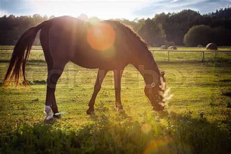 Grazing Horse In Early Morning Backlight Stock Image Colourbox