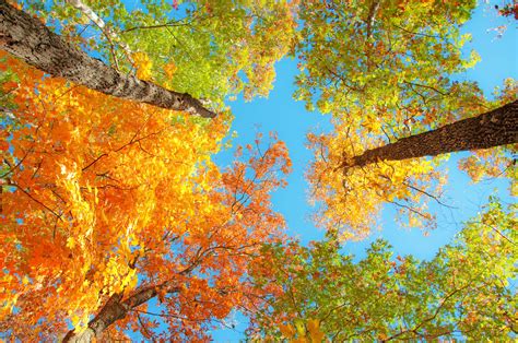 Fall Foliage Desktop Wallpapers Pixelstalknet